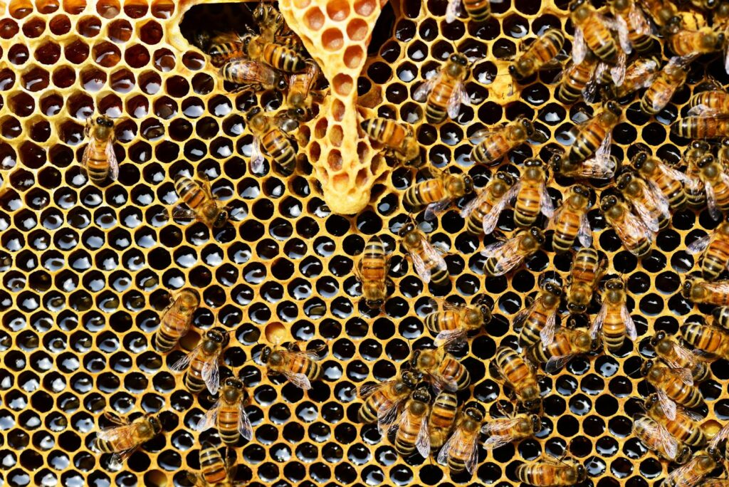 Do Carpenter Bees Sting? Debunking Myths and Facts Detailed view of honey bees on a vibrant honeycomb filled with honey in a beehive.